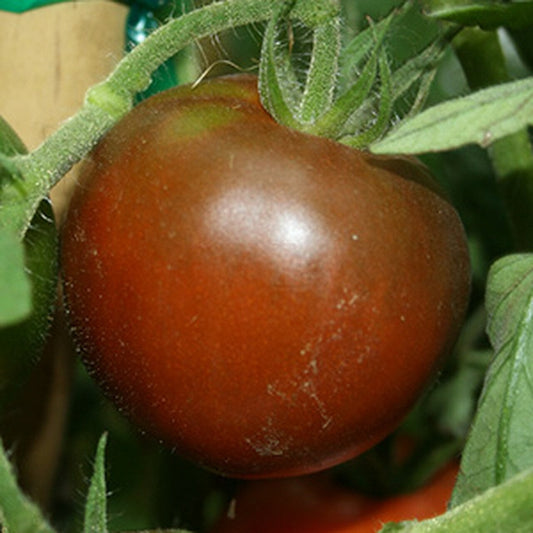 Tomato Black Prince (3.5") (Shipped)