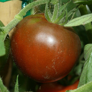Tomato Black Prince (3.5")