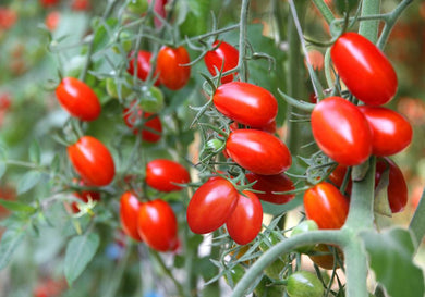 Tomato Little Napoli (3.5