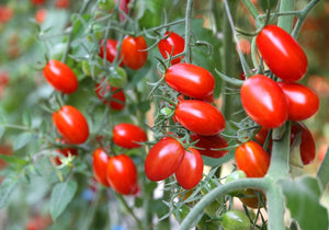 Tomato Little Napoli (3.5")