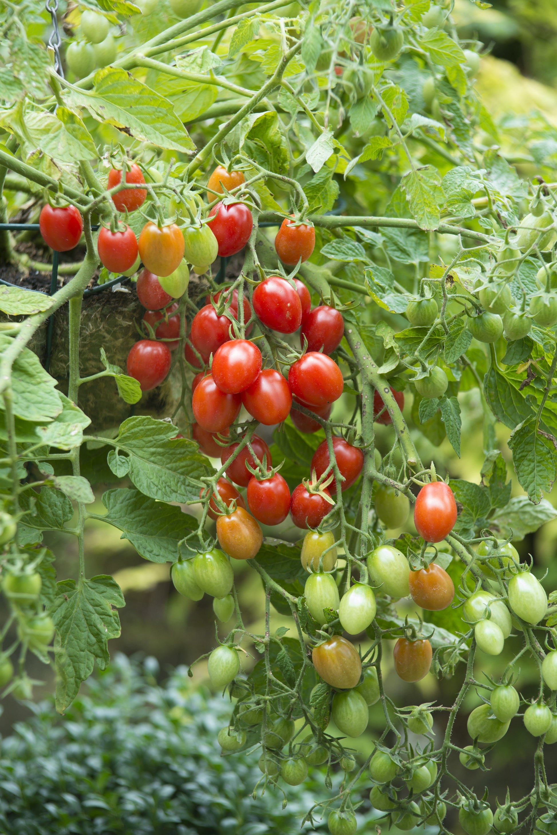 grape tomato plants in pots Fantastico Grape Tomato Plants (3.5")