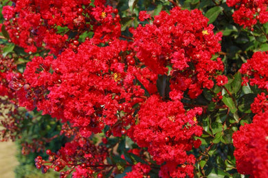 lagerstroemia 'Red Rooster' RED ROOSTER CRAPE MYRTLE