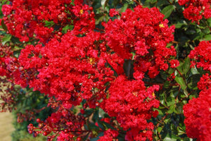 lagerstroemia 'Red Rooster' RED ROOSTER CRAPE MYRTLE