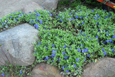Vinca Minor Dart Blue (2.5