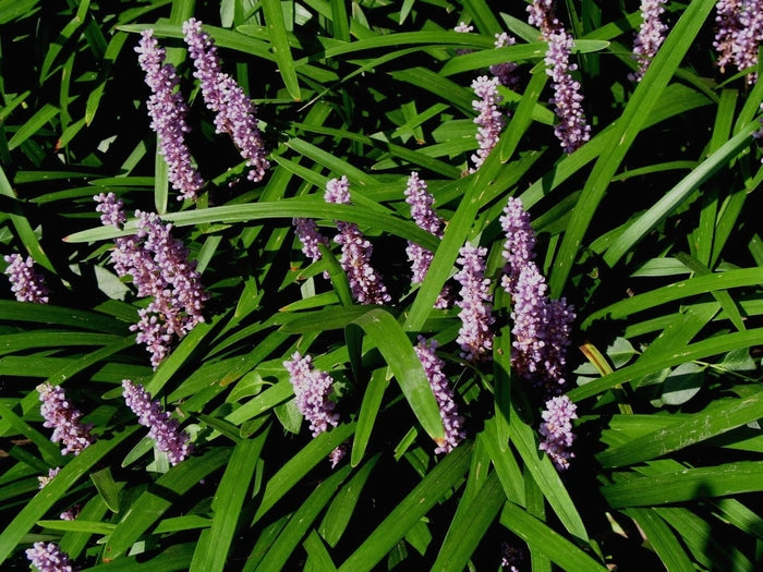 Lirope Spicata (2.5" Premium)