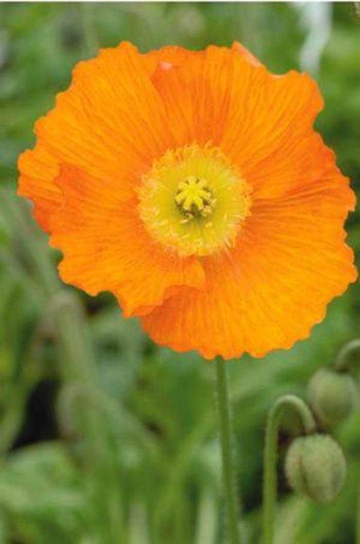 Papaver Champagne Bubbles Orange