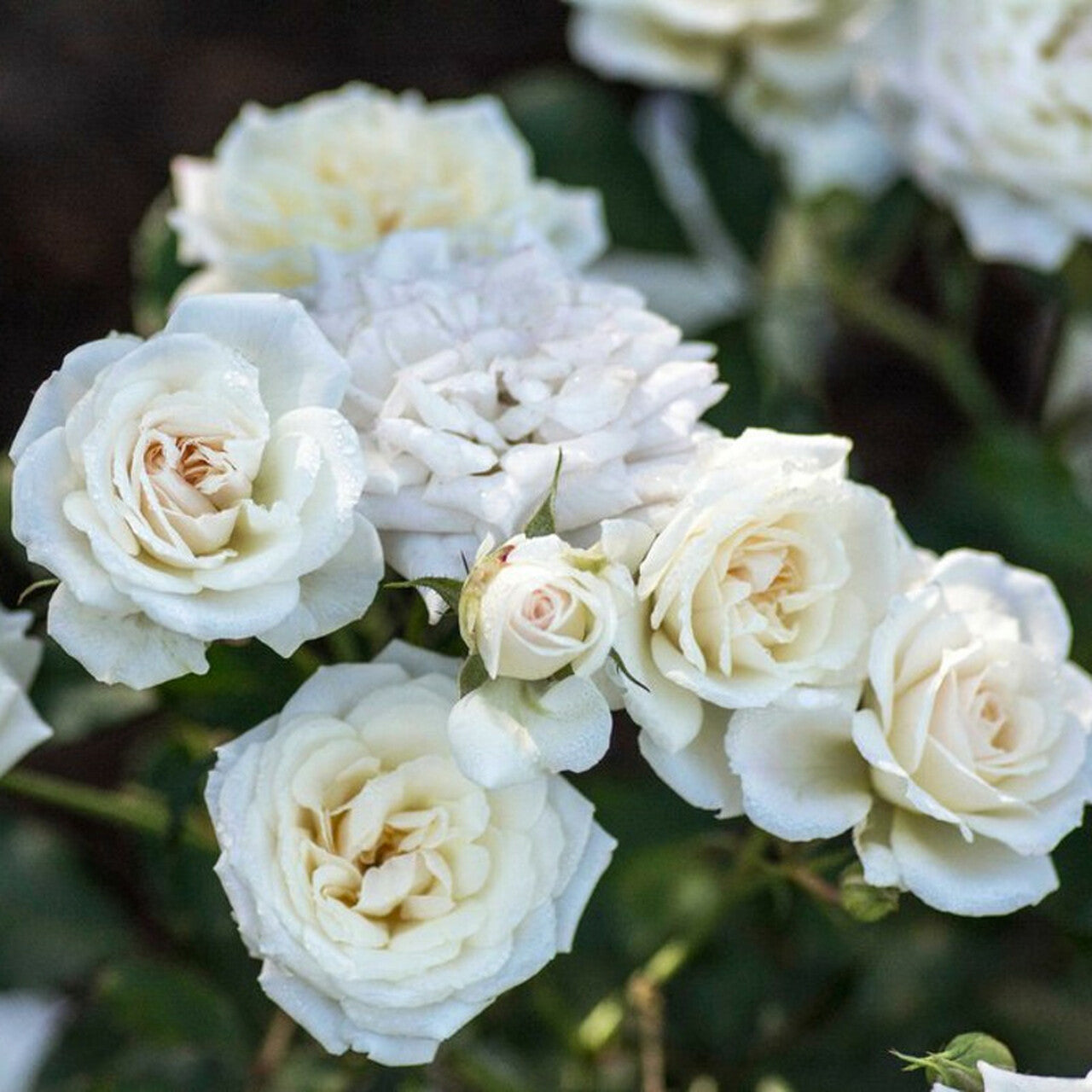 ROSE WHITE DRIFT (3 gallon) Rosa ‘Meizorland’