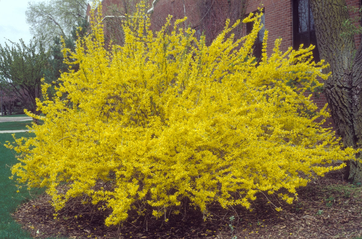 forsythia intermedia x ‘lynwood gold’ LYNWOOD GOLD FORSYTHIA