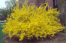 Load image into Gallery viewer, forsythia intermedia x ‘lynwood gold’ LYNWOOD GOLD FORSYTHIA