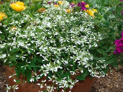 Eucalyptus Silver Drop