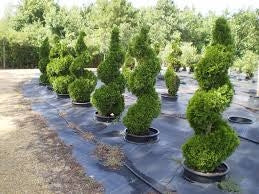 thuja occidentalis ‘smaragd’ EMERALD GREEN ARBORVITAE (SPIRAL)