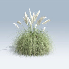 Load image into Gallery viewer, `cortaderia selloana PAMPAS GRASS