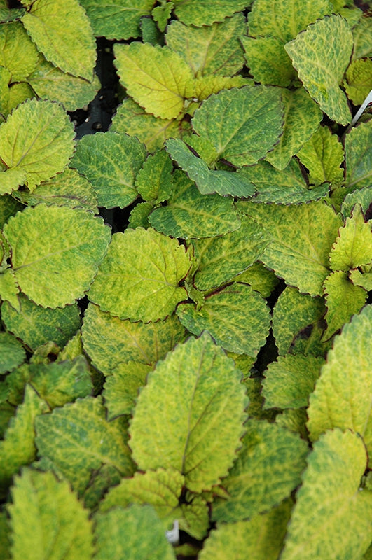 Wizard Pineapple Coleus