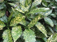 Load image into Gallery viewer, aucuba japonica 'Varigata' VARIEGATED AUCUBA or GOLD DUST PLANT