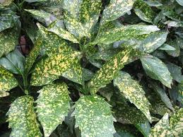 aucuba japonica 'Varigata' VARIEGATED AUCUBA or GOLD DUST PLANT