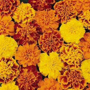 Marigold Bonanza Mix (6-06 Pack) (Shipped)