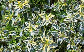 LEMON ZEST ABELIA