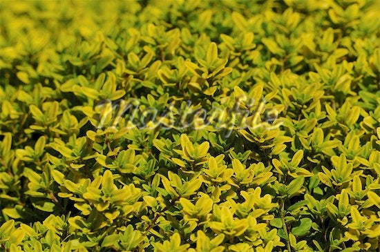 Thyme Golden Lemon (4")