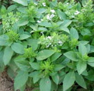 Basil Lemon (4") (Shipped)