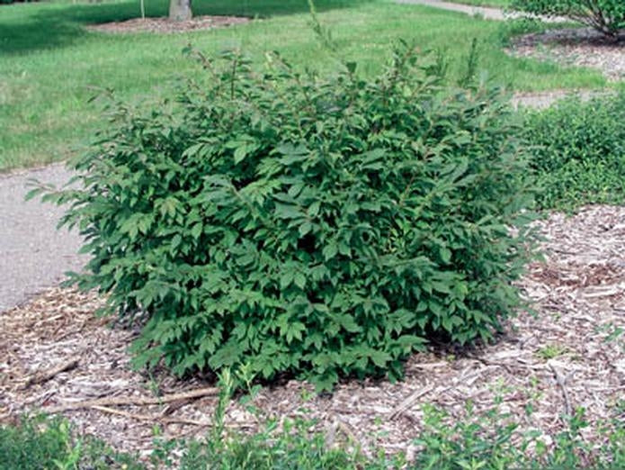 euonymus alata ‘compacta’ COMPACT BURNING BUSH
