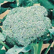 Broccoli Packman (3.5