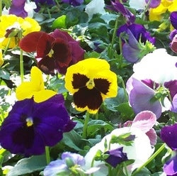 Majestic Giants II Mix With Blotch