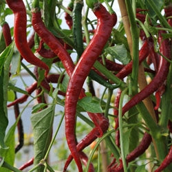 Pepper Hot Cayenne Long Slim (12-04 Pack) (Shipped)