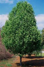 Load image into Gallery viewer, pyrus calleryana ‘Cleveland Select’ CLEVELAND SELECT BRADFORD PEAR