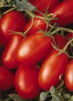 Tomato LaRoma (12-04 Pack) (Shipped)