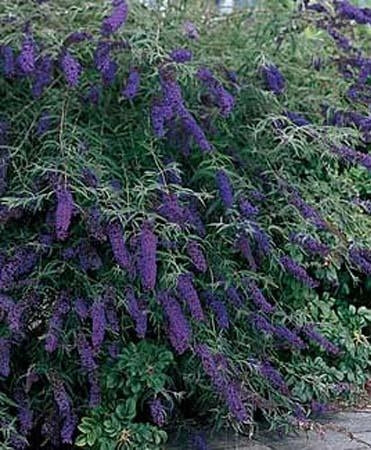 buddleja davidii 'black knight' BLACK KNIGHT BUTTERFLY BUSH