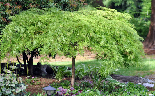 GREEN LACELEAF MAPLE (24" B&B) acer palmatum dissectum 'Viridis'