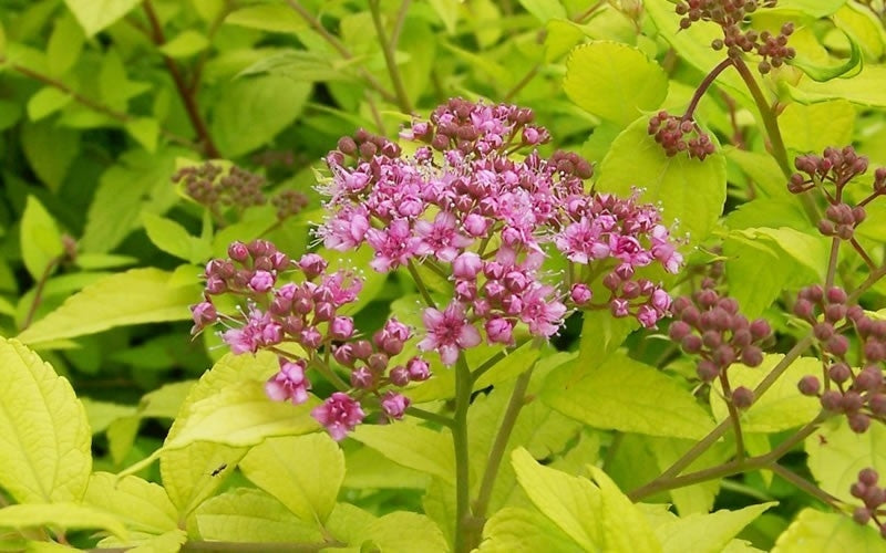 spirea bumalda ‘gold mound’ GOLD MOUND SPIREA