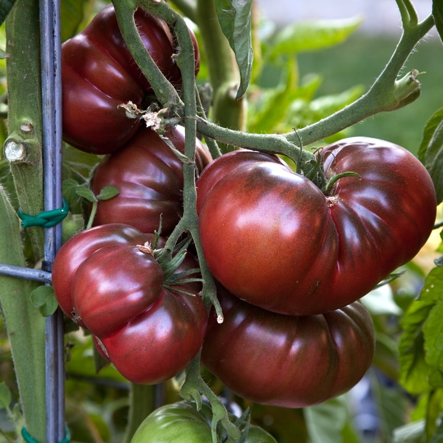 Tomato Black Krim Carbon (3.5") (Shipped)