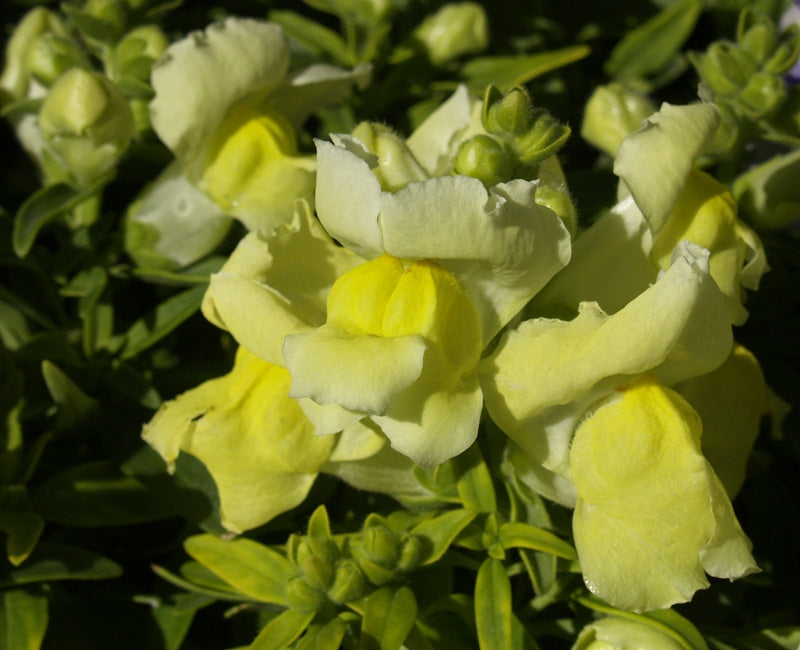 Snapdragon Rocket Golden Yellow (6-06 Pack)