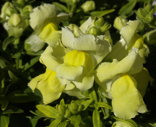 Snapdragon Rocket Golden Yellow (6-06 Pack)