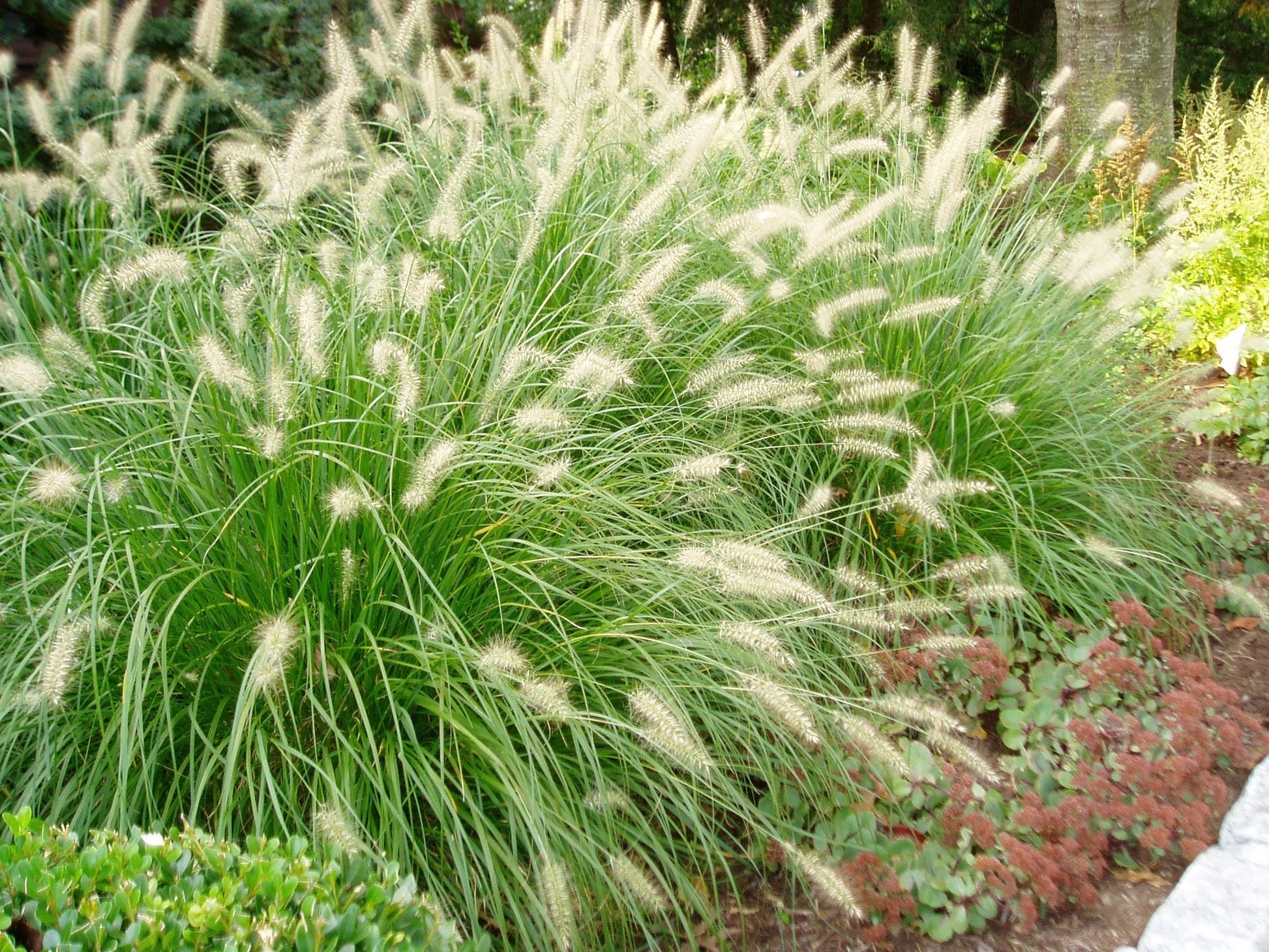 pennisetum alopecuroides ‘hameln’ DWARF FOUNTAIN GRASS