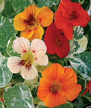 Nasturtium Alaska Mix (4") (Shipped)