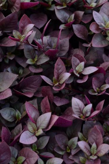Joseph's Coat Alternanthera Purple Prince (4" Pot) (SHIPPED)