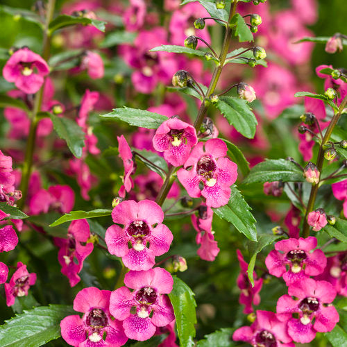 Angelonia Archangel Pink (4.5" Pot) (SHIPPED)