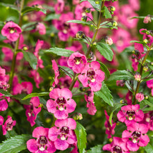 Load image into Gallery viewer, Angelonia Archangel Pink (4.5&quot; Pot)
