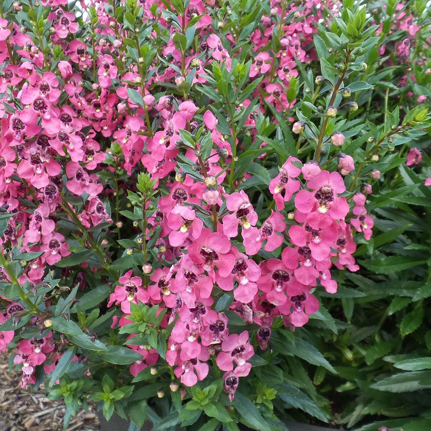 Angelonia Angelface Perfectly Pink 4.5" (PW) (SHIPPED)