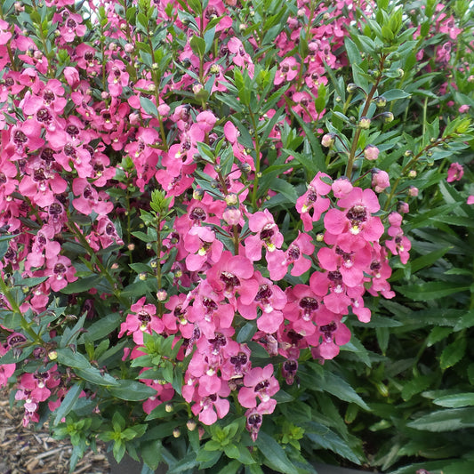 Angelonia Angelface Perfectly Pink 4.5" (PW) (SHIPPED)