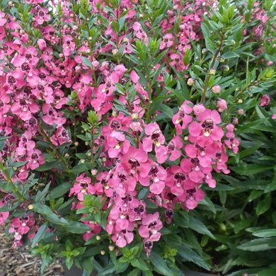 Angelonia Angelface Perfectly Pink (PW)