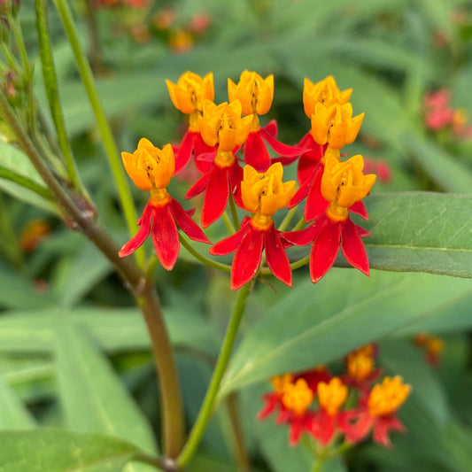 Milkweed Asclepias Silky Deep Red (4.5" Pot)