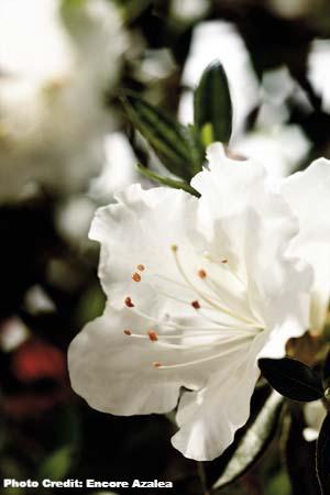 azalea x ‘encore’ AUTUMN ANGEL (3 gallon) Rhododendron Hybrid ‘Robleg’