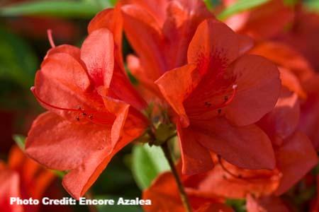 azalea x ‘encore’ AUTUMN BRAVO (3 Gallon) Rhododendron Hybrid ‘Conlen’