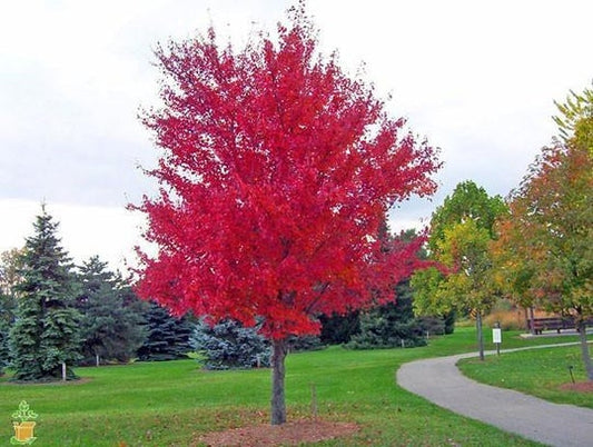 AUTUMN BLAZE MAPLE TREE (5 gallon) 'acer rubrum'