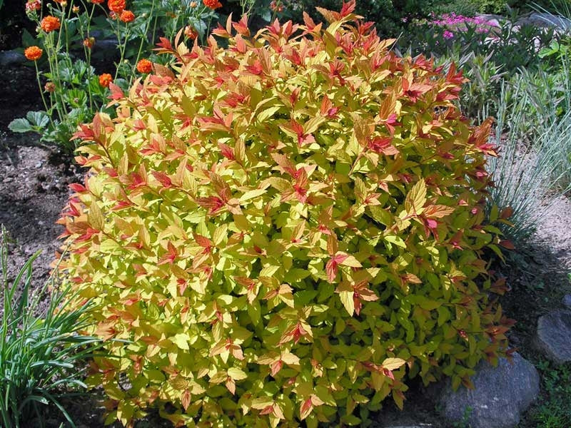 spirea japonica ‘magic carpet’ MAGIC CARPET SPIREA