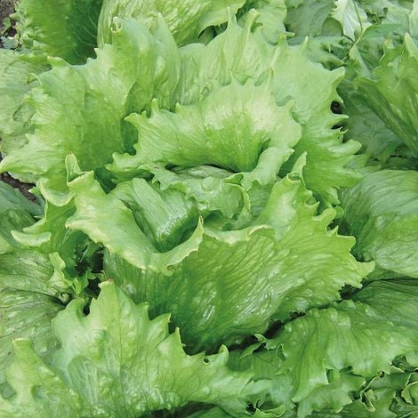 Great Lakes Lettuce