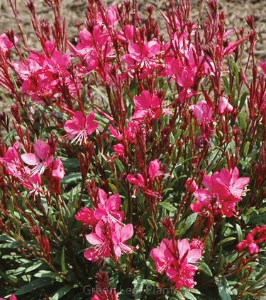 Gaura Belleza Dark Pink (4.5" Pot)